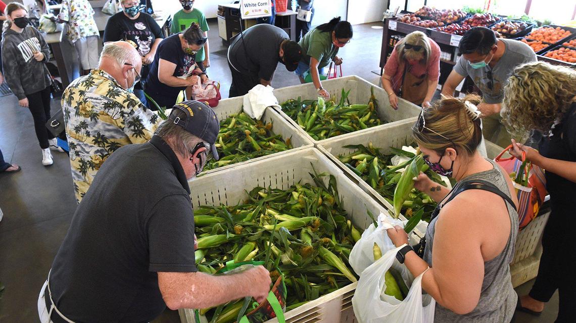 Fresno State corn fans fill their bags of sweet yellow corn on the first day sale of the annual crop at the Gibson Farm Market in this file photo from 2021.