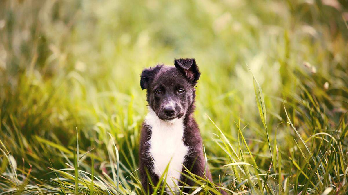 “Dogs learn faster when they have a good time, so make training a game,” writes Sun-Star columnist Jack Haskins.