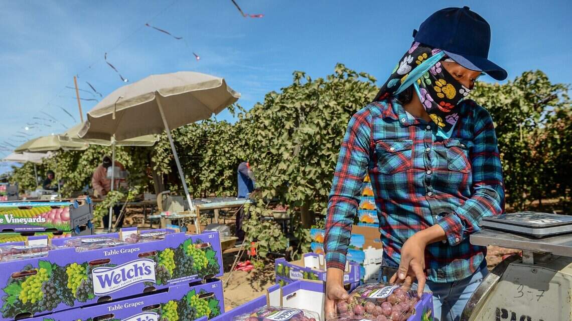 Multan a empresas de trabajo temporal en Fresno por no pagar a trabajadores agrícolas