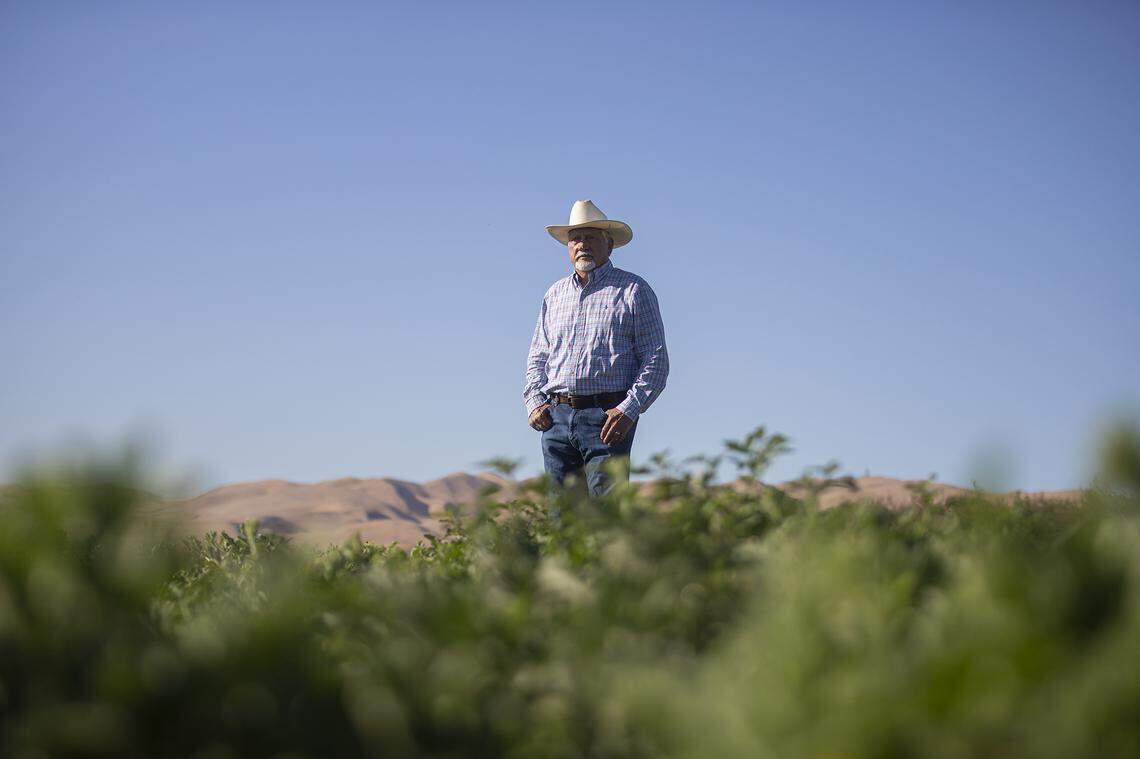 Joe Del Bosque, owner of Del Bosque Farms, stands in one of his melon fields as they are being harvested outside of Firebaugh on Sept. 11, 2025. Photo by Larry Valenzuela, CalMatters/CatchLight Local