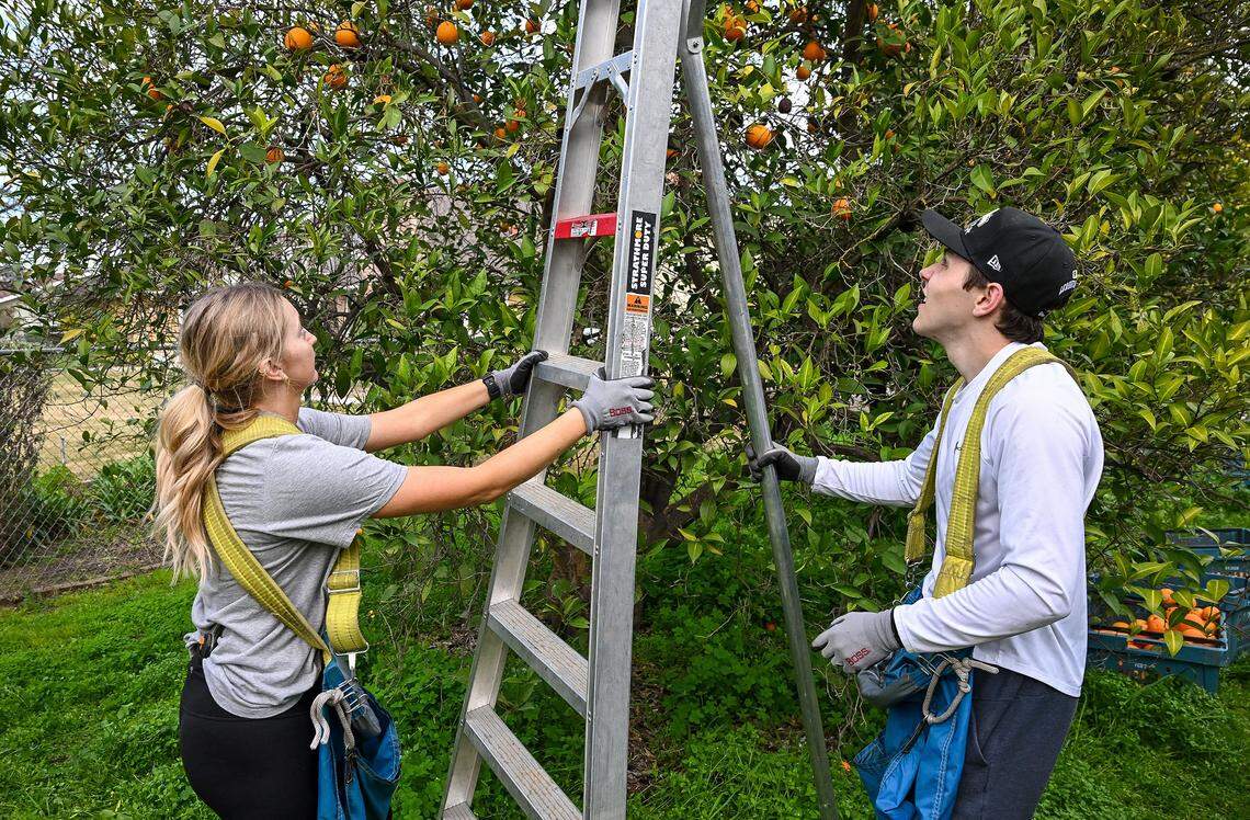 Volunteers Carlee Annis and Luke Sloan, who are Fresno State nursing students, help pick oranges at a home a non-profit group called Offer Kindness that provides citrus and other fruits to the needy. 