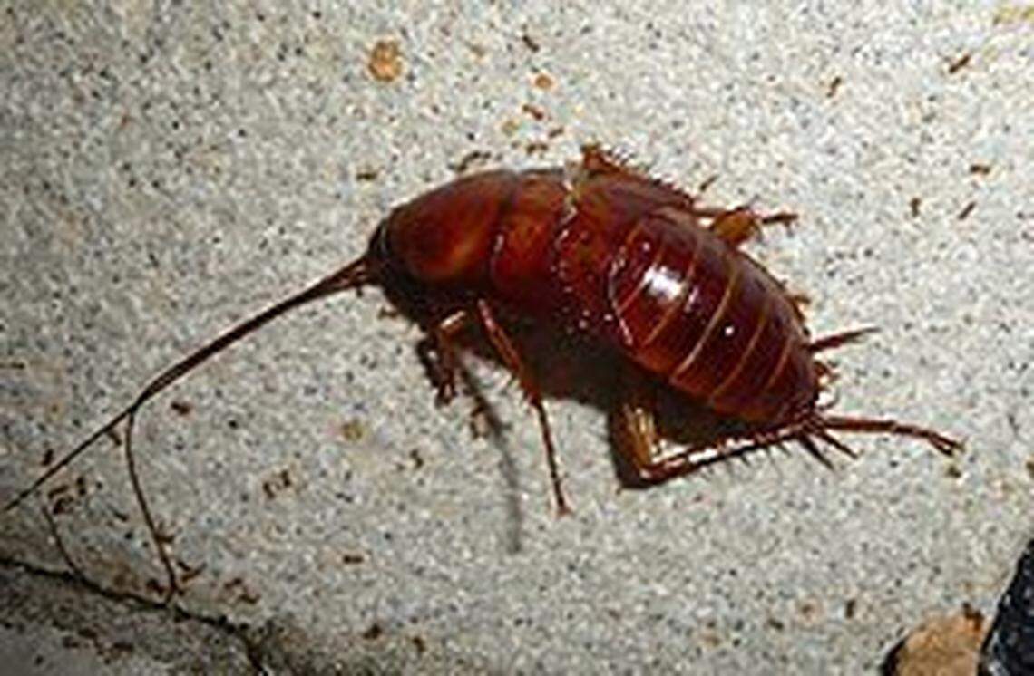 A single cockroach like the American cockroach in this file photo won’t necessarily cause Fresno County health inspectors to close a restaurant, but evidence of a significant infestation by these and other critters will prompt a shutdown until the problem is cleaned up.