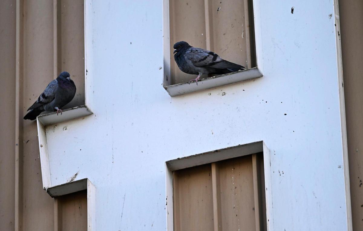 Pigeons roost at Hanoian’s Market, a landmark business which has been closed for over two decades. Photographed Friday, Oct. 18, 2024 in southeast Fresno.
