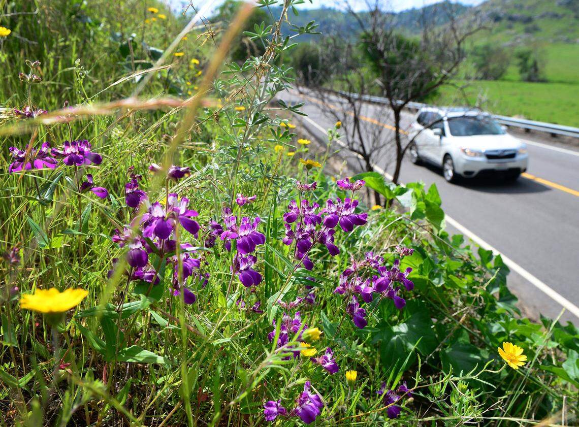 Wild larkspur among other wildflowers along Hills Valley Road west of Squaw Valley in March 2017.