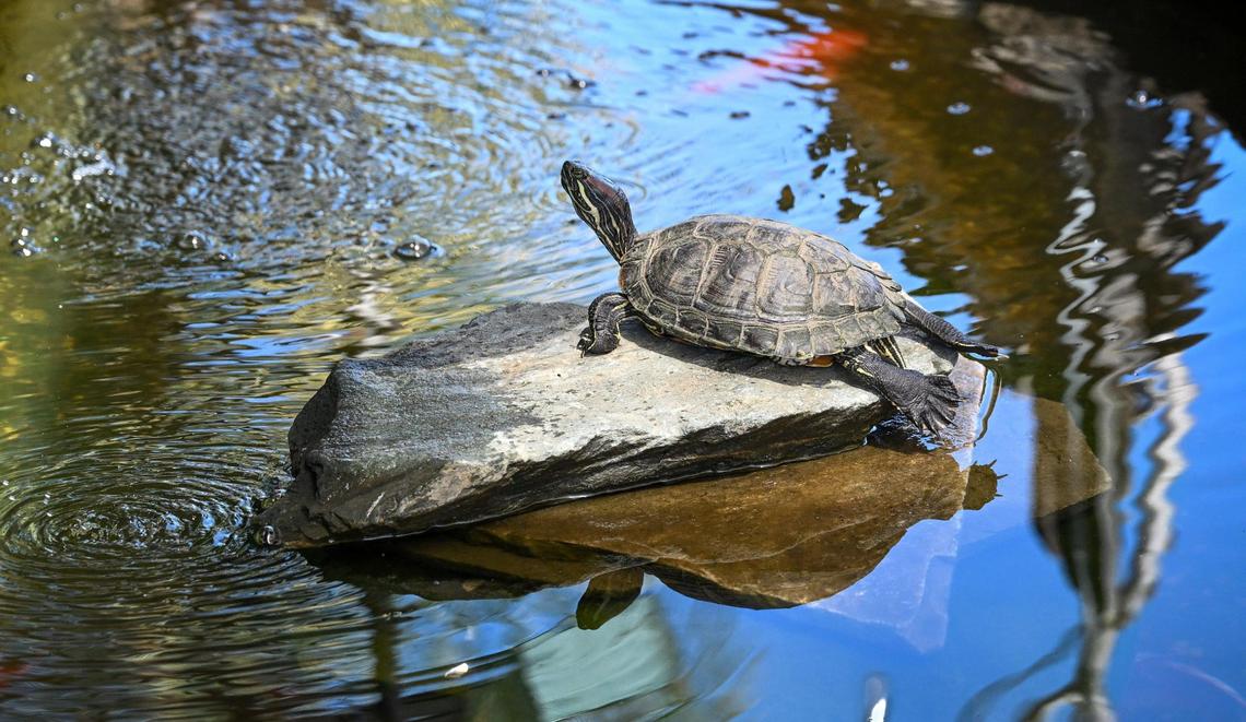 A turtle suns itself on a garden pond rock in the outdoor backyard space at Yosemite Hemp Co. in Friant on Wednesday, April 4, 2025. The backyard space is used for various public and private events at the CBD shop.