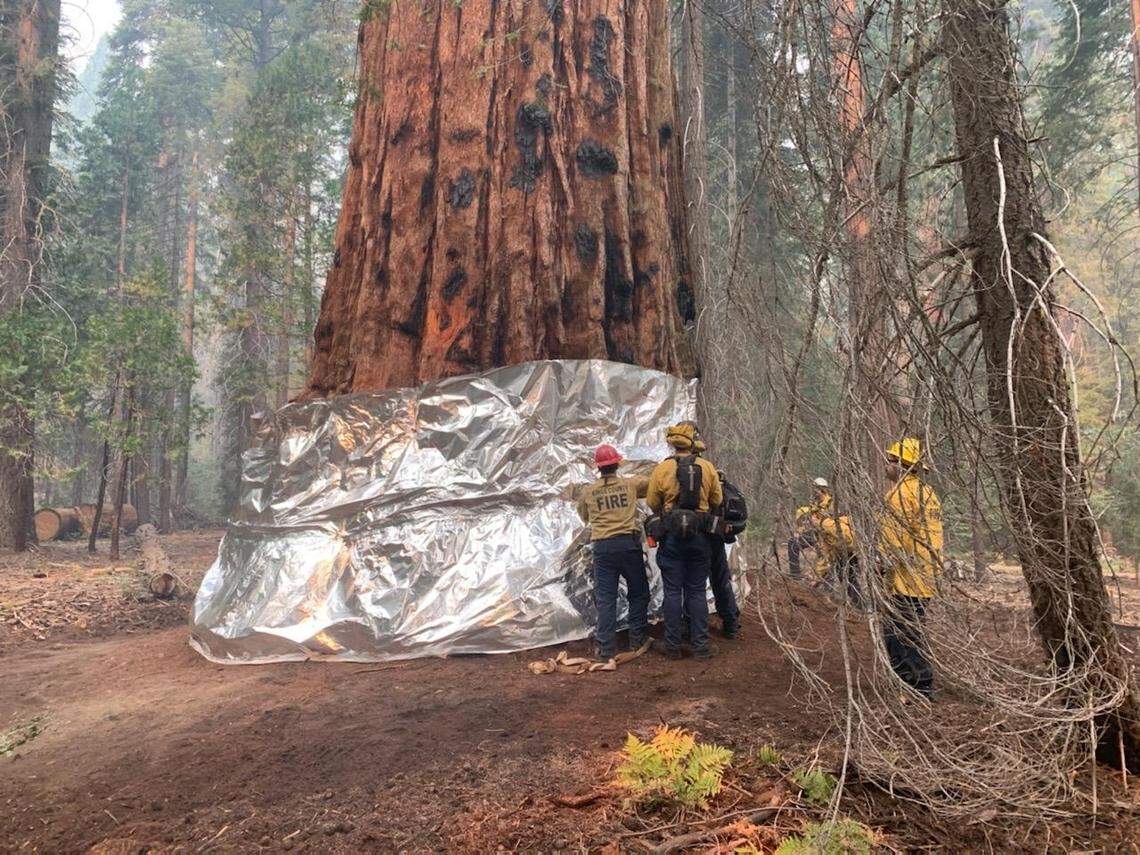 Firefighters use protective wrap around the G.W. Bush Sequoia Tree in Freeman Creek Grove during the Sequoia National Forest wildfire.