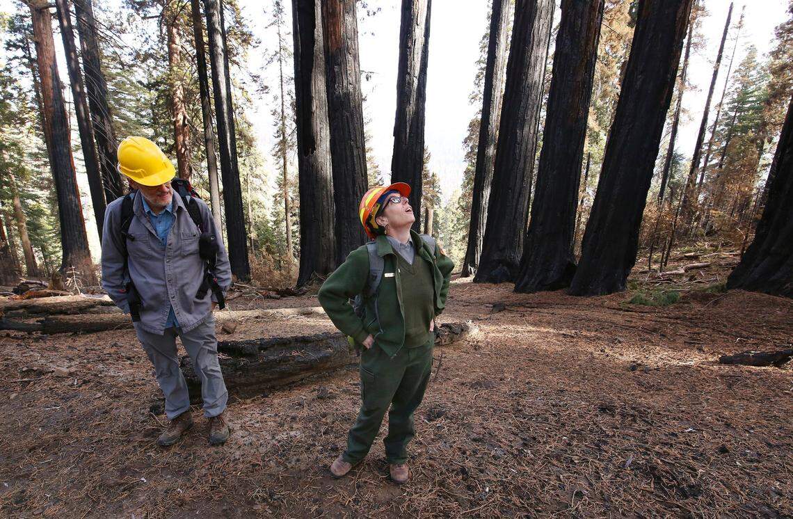 Christy Brigham, Sequoia and Kings Canyon National Parks’ chief of resources management and science, surveys the devastation of the KNP Complex fires at Redwood Mountain Grove in the Kings Canyon National Park, Calif., on Friday, Nov. 19, 2021.