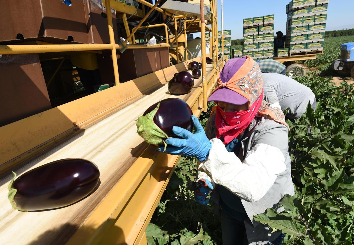 Farmworkers harvest eggplants in a field at Sanger, Sept. 20, 2019. Approximately 30 percent of the eggplants will be left in the field due to market demand and cosmetic reasons, such as blemishes on the surface.