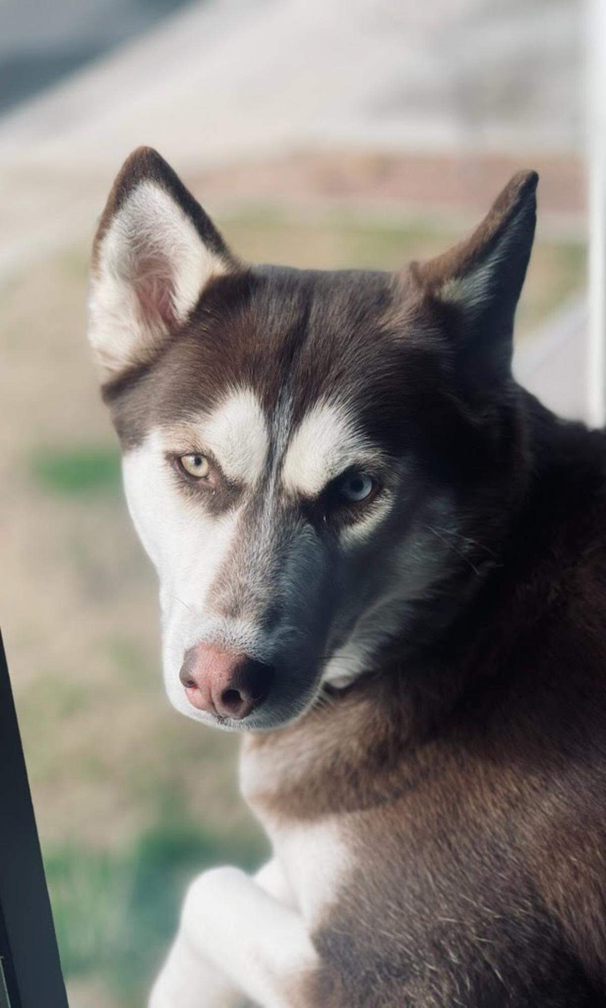 Mekka is one of four full-bred Huskies who are owned by Gary and Arlette Jacobs. Mekka is the mother of the three other Huskies. The dogs have become a popular north Fresno neighborhood attraction for their tendency to stare out from an upstairs window and “sing” to anyone willing to stop and listen.