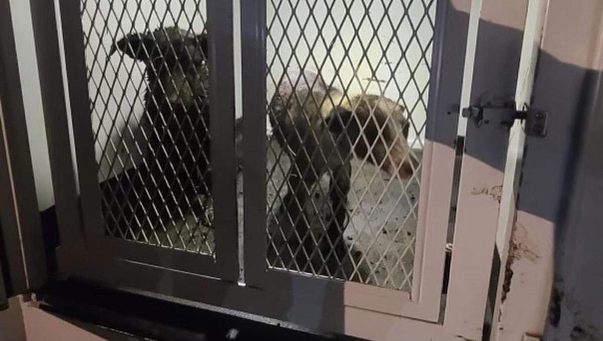 Two dogs were rescued Saturday, July 17, 2021, by the Tulare County Fire Department after they became trapped in a ponding basin.