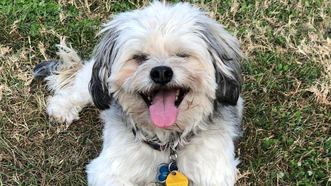 Bear, Cooper and PeeWee in Pet Pix!
