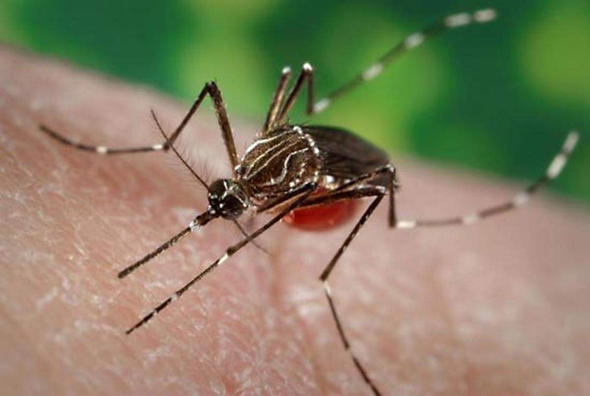 More than 50 species of mosquitos can be found in California.