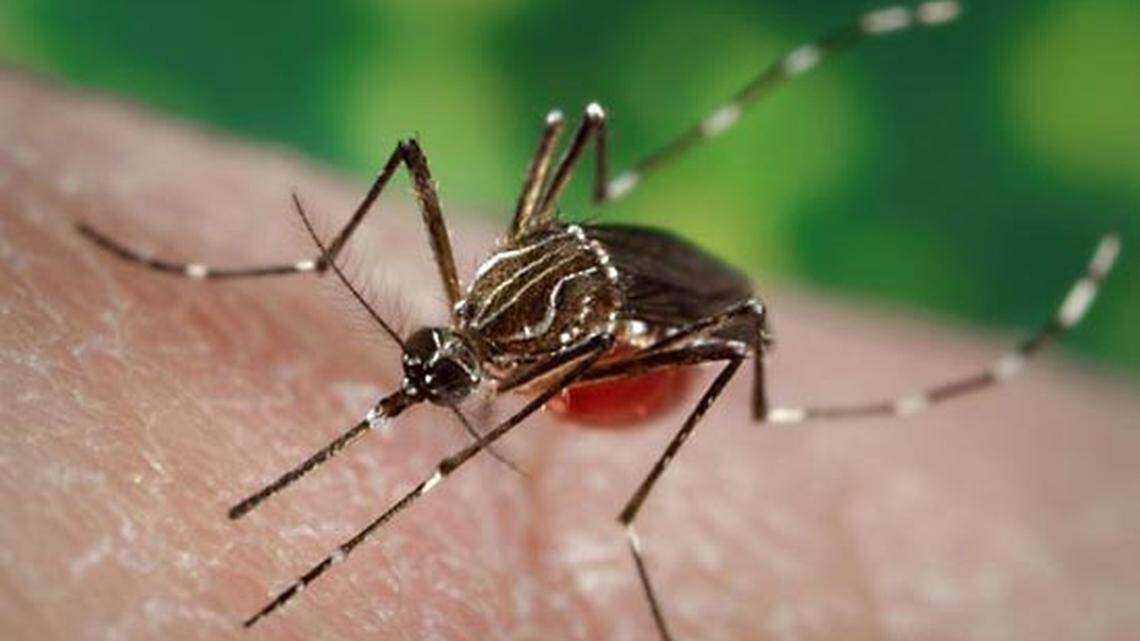 GA mosquitoes may be biting you more than other people. Here’s why