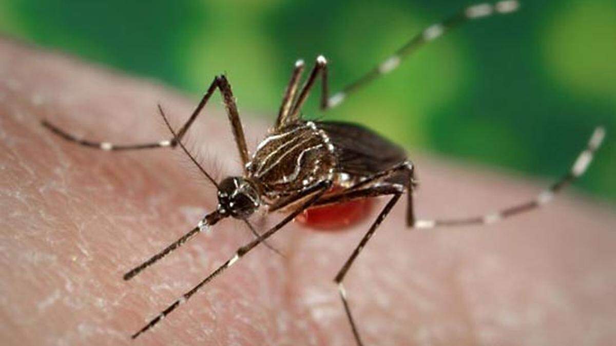 Mosquitoes know what they like to eat. Are you on the menu?