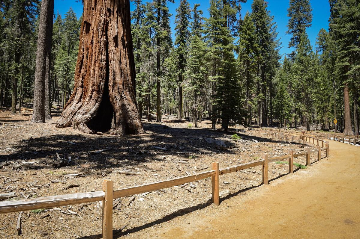 A walking path bends around the Texas Tree, a giant sequoia, in an area that had been a parking lot in Yosemite National Park's Mariposa Grove on Tuesday, June 12, 2018.