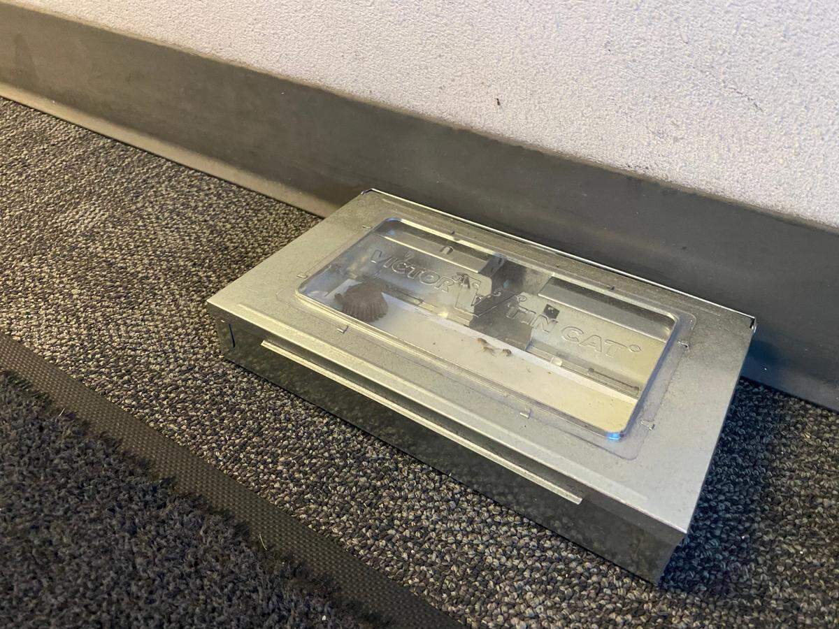 A rat trap holding a peanut butter cup was placed near one of the entryways inside the DMV call center office in Manchester Mall in Fresno on Tuesday, Oct. 17, 2023.
