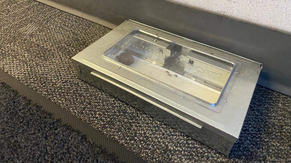 A rat trap holding a peanut butter cup was placed near one of the entryways inside the DMV call center office in Manchester Mall in Fresno on Tuesday, Oct. 17, 2023.