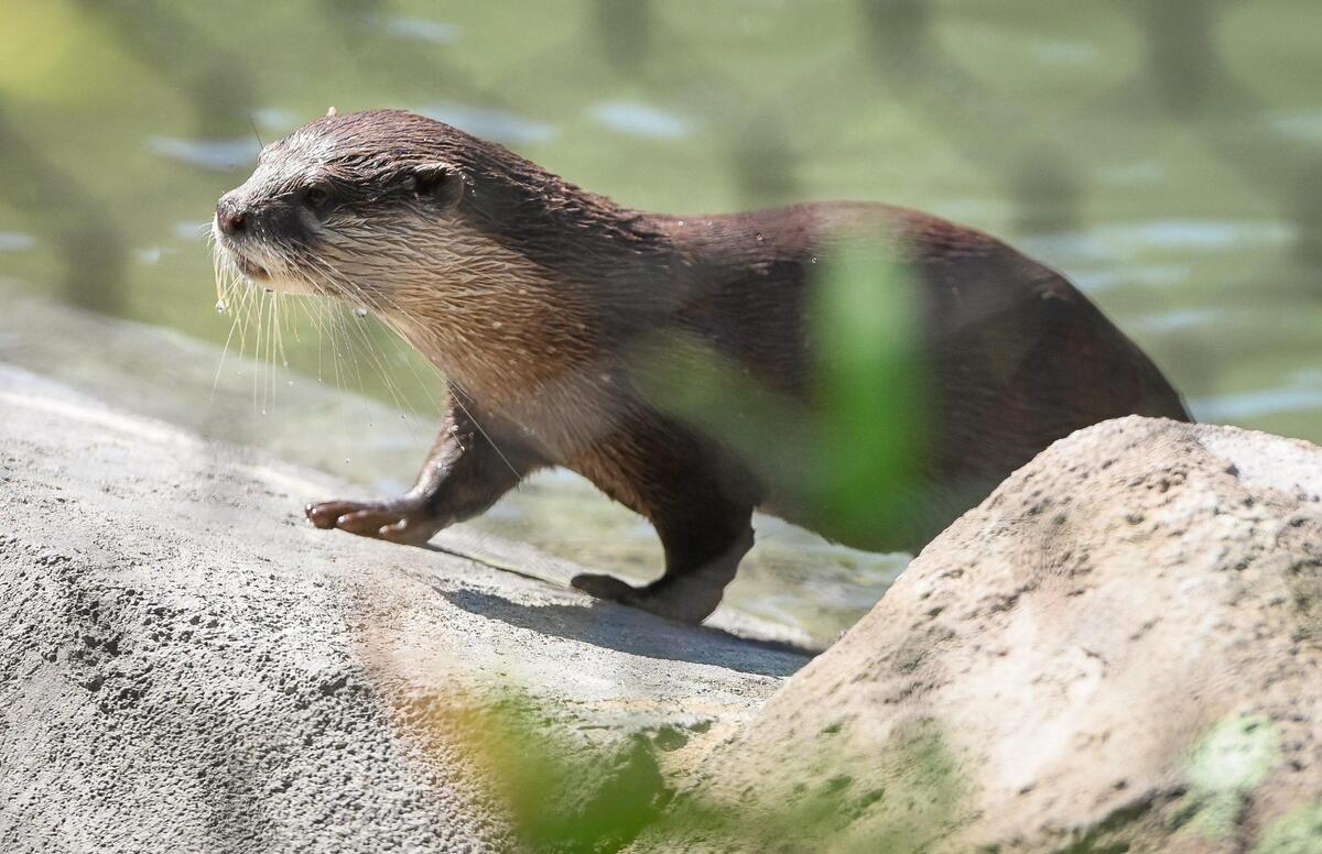 A small-clawed otter emerges from the pool of its enclosure inside the new Kingdoms of Asia section of the Fresno Chaffee Zoo that opened to the public on Saturday, June 3, 2023.