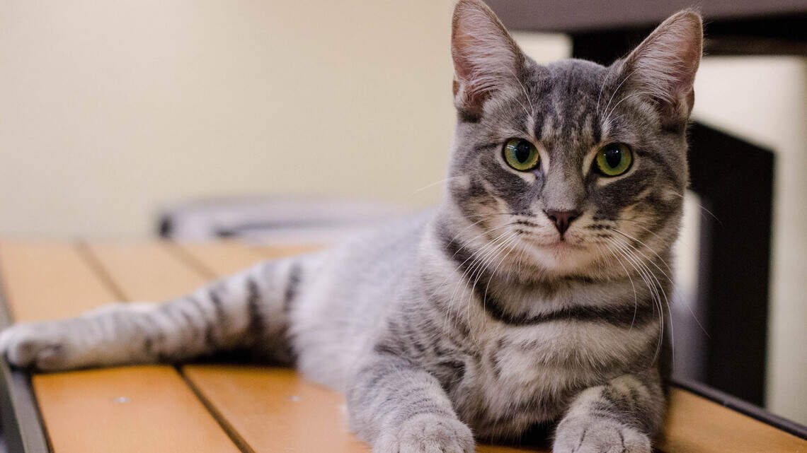 Natalie, Rhyolite & Bodie, Storm and Rowena are looking for new homes!