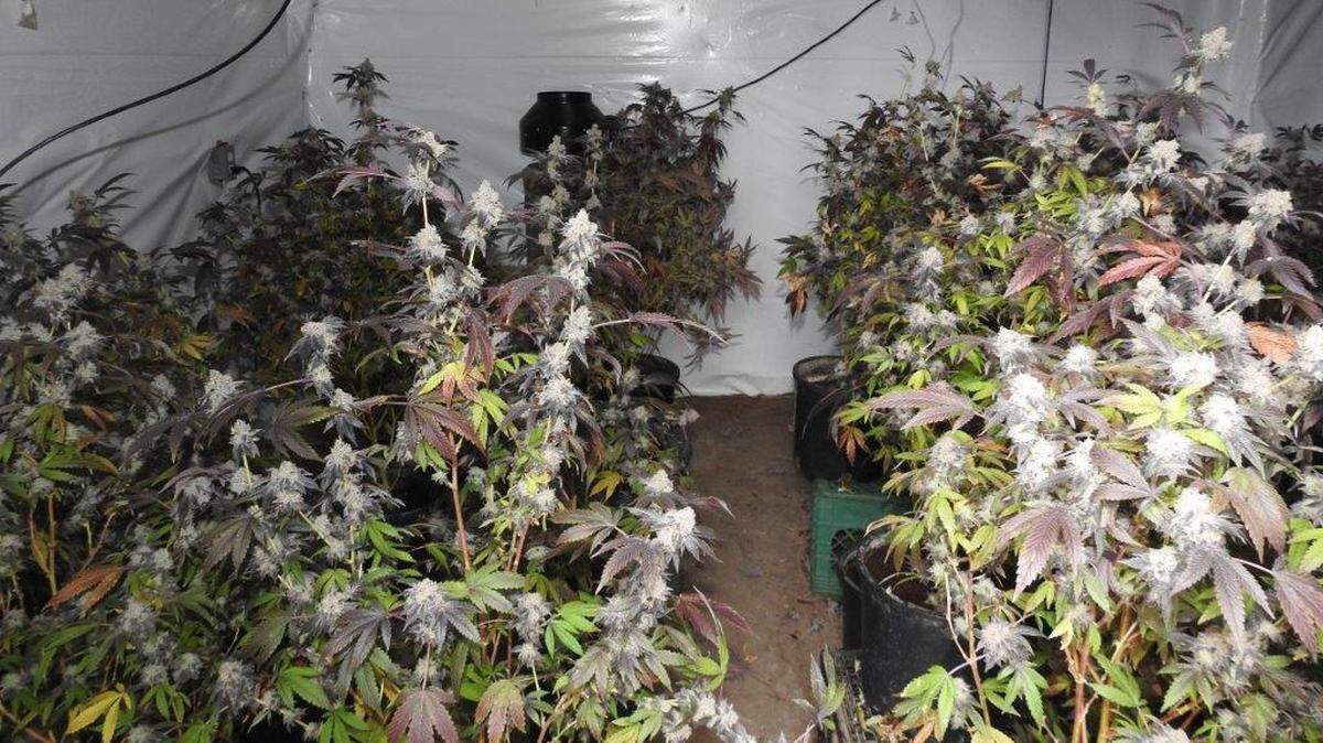 Marijuana plants found in a west Fresno home on Nov. 26 after a robbery attempt that left one man in critical condition.