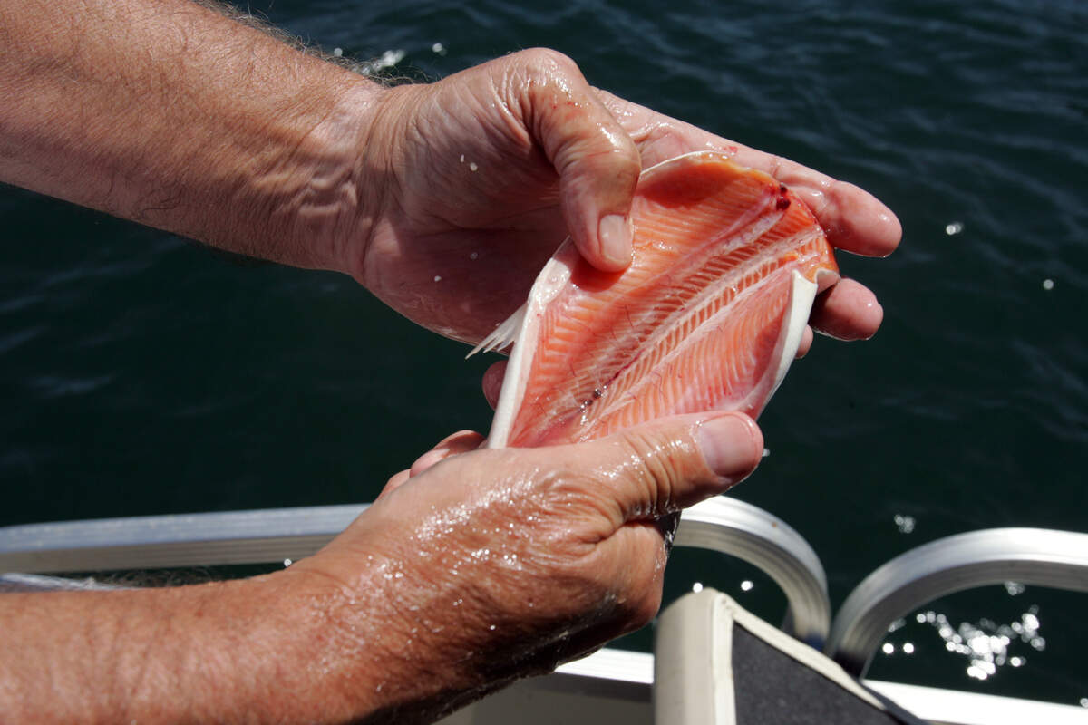 The pink meat of a freshly-caught kokanee salmon in 2007 at Shaver Lake.