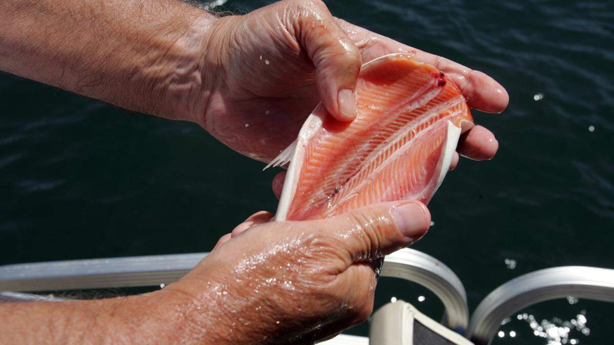 The pink meat of a freshly-caught kokanee salmon in 2007 at Shaver Lake.