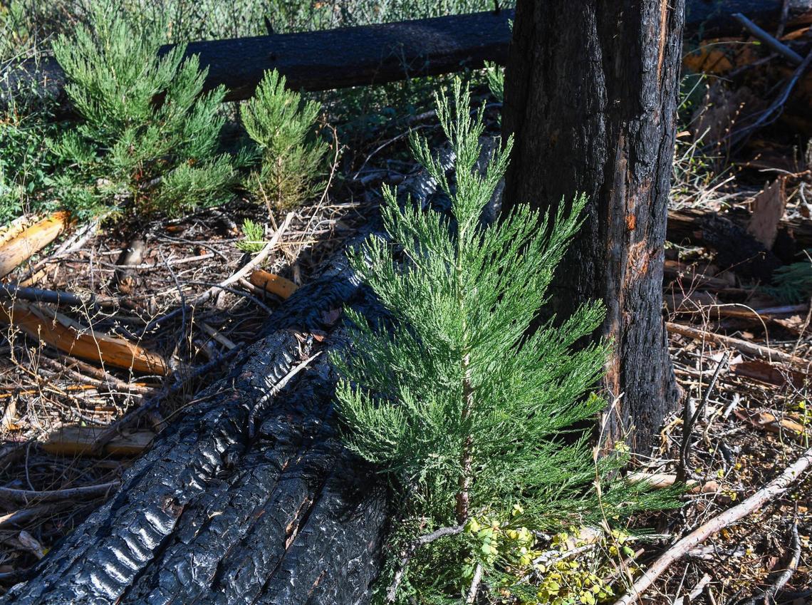 Young giant sequoia trees grow among blackened, dead trees in an area of Nelder Grove northeast of Oakhurst, on Wednesday, Oct. 27, 2021. Although few giant sequoia trees have emerged in the area over the last 100 years, the intense heat of the 2017 fire has generated an abundance of new growth, says ecologist Chad Hanson.