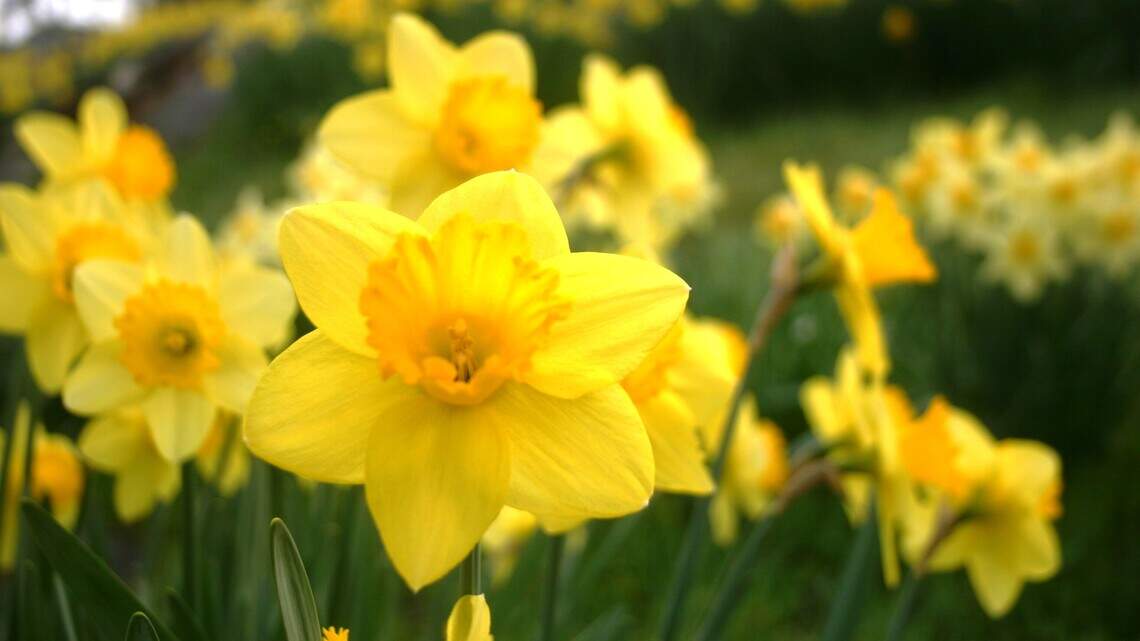 Planning ahead: It’s time to plant spring-blooming bulbs