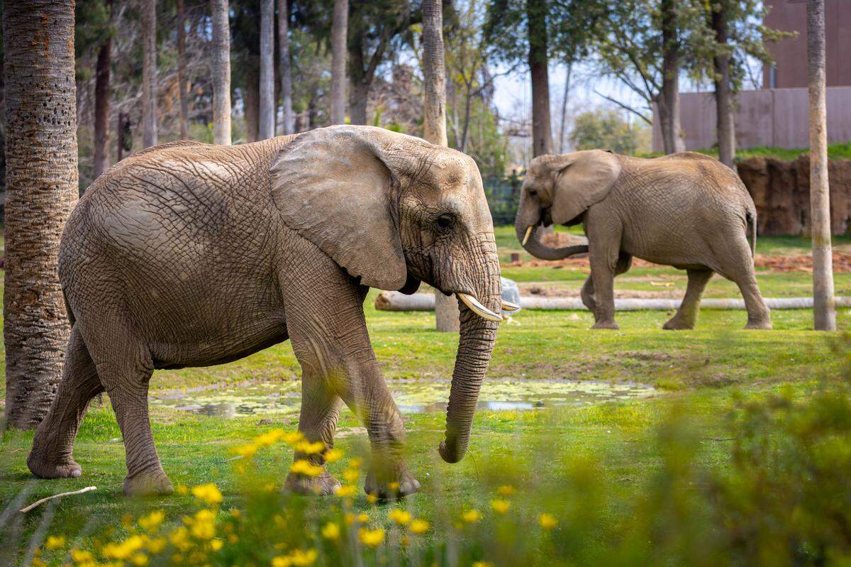 Elephants as seen at the African Adventure exhibit at Fresno Chafee Zoo.