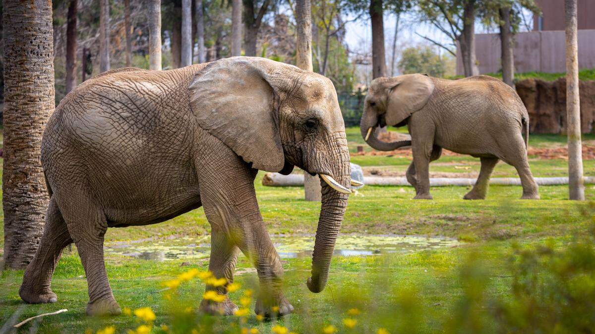 Elephants as seen at the African Adventure exhibit at Fresno Chafee Zoo.