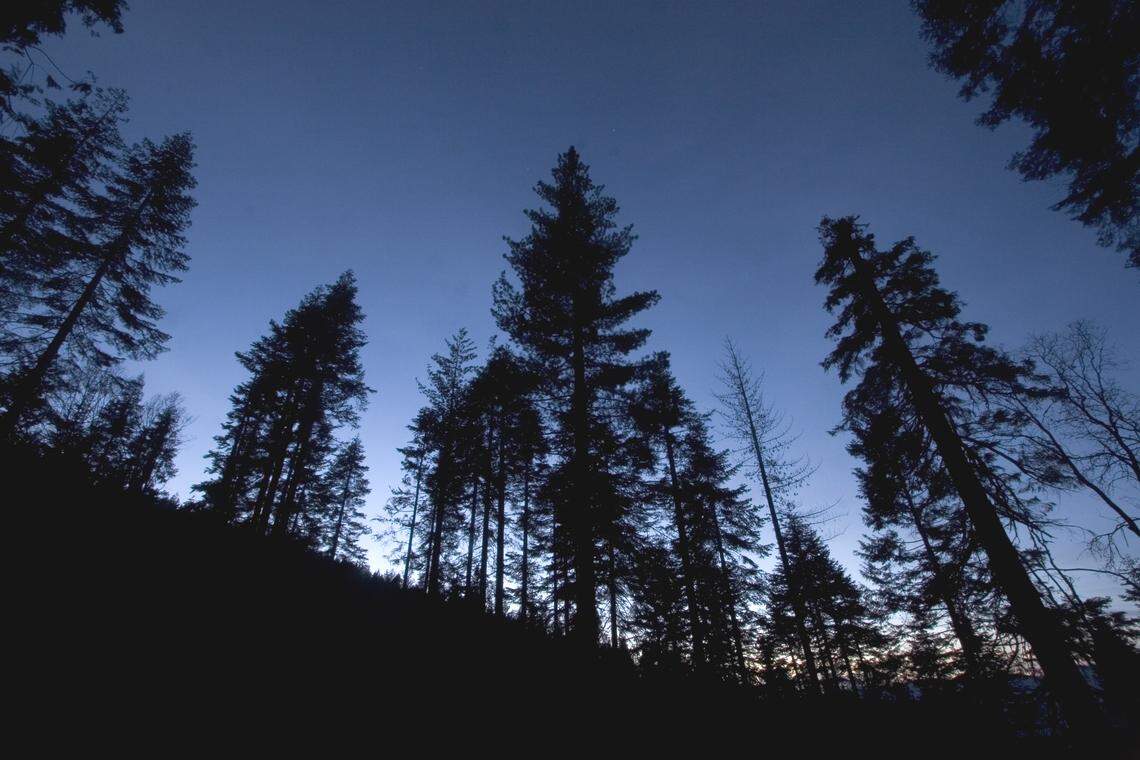 Southern Sierra Miwuk Nation, people indigenous to Yosemite and the greater Mariposa County, regained nearly 900 acres bordering Yosemite. The return of ancestral lands enables the Southern Sierra Miwuk Nation restore cultural practices, community healing, and stewardship.