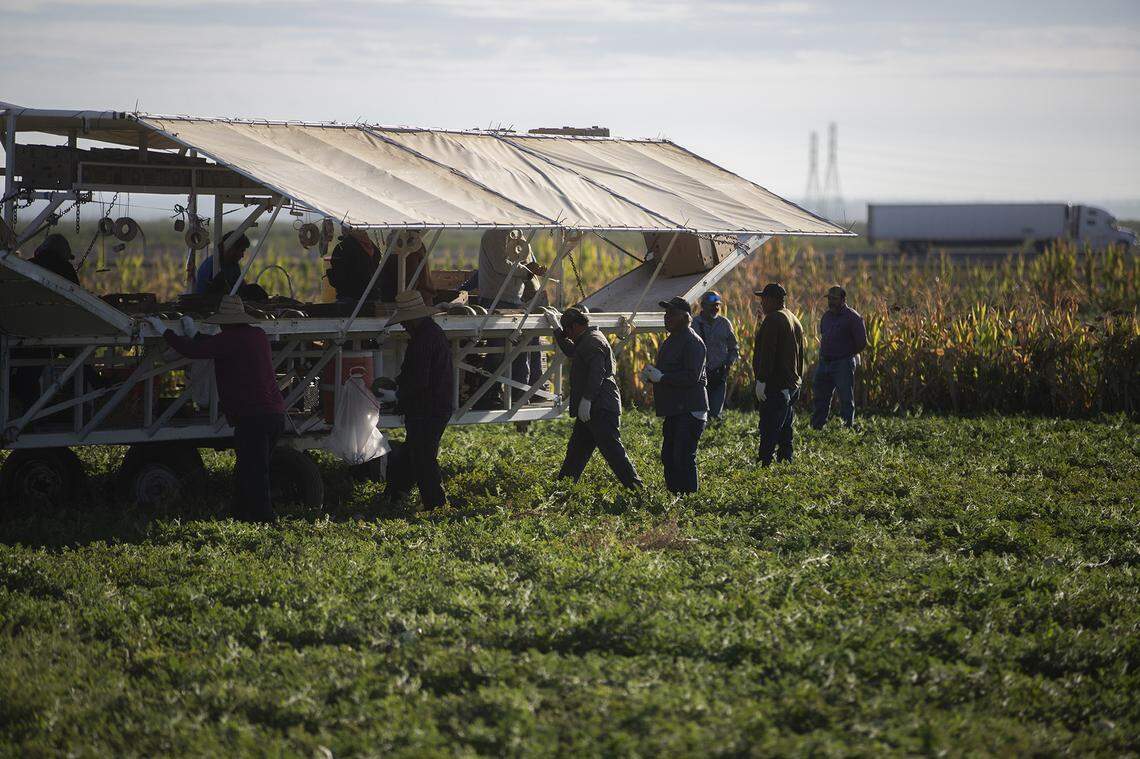 Farmworkers harvest melons behind a tractor on a melon farm outside of Firebaugh on Sept. 11, 2025. Photo by Larry Valenzuela, CalMatters/CatchLight Local