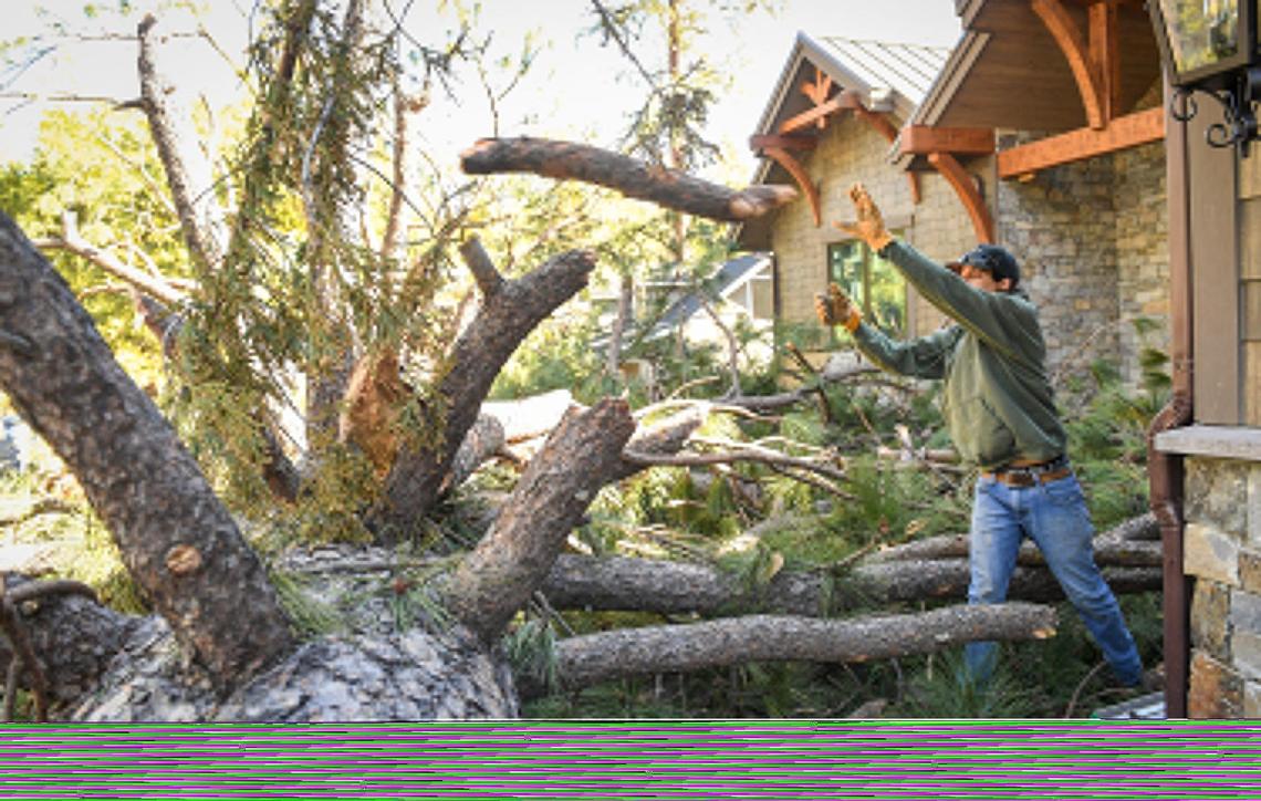 Contactor Tyler Papike helps clear a fallen ponderosa tree in front of a home he was working on in the Bass Lake area after strong winds rip through the area overnight on Tuesday, Jan 19, 2021.
