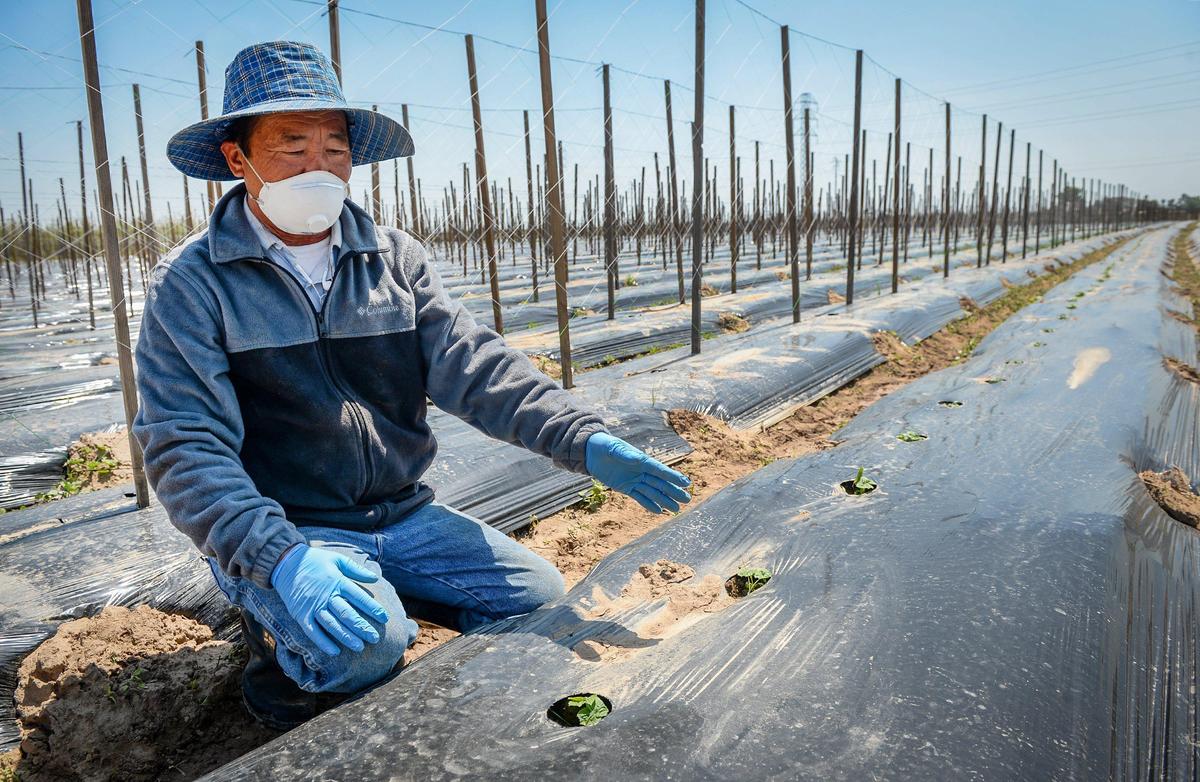 Hmong Farmer Zia Thea Xiong looks over the crops on his farm in southeast Fresno during the coronavirus pandemic on Wednesday, April 22, 2020. Xiong has had to fallow land because he lost his the wholesale buyers for his crops. He’s unsure whether he will have buyers for the upcoming season and is contemplating whether he should plant or fallow more land.