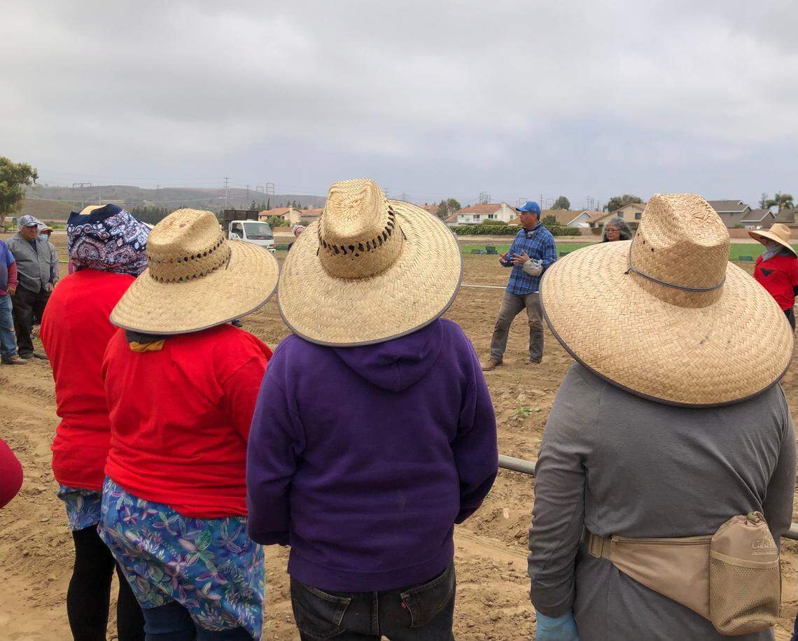 California farmworkers gather for a “roundtable” conversation with have U.S. Senator Alex Padilla (D-California) to discuss immigration reform and labor conditions on Friday, June 3, 2022. Padilla worked alongside farmworkers in Moorpark, CA, as part of the United Farm Workers and UFW Foundation’s ‘Take Our Jobs’ campaign.