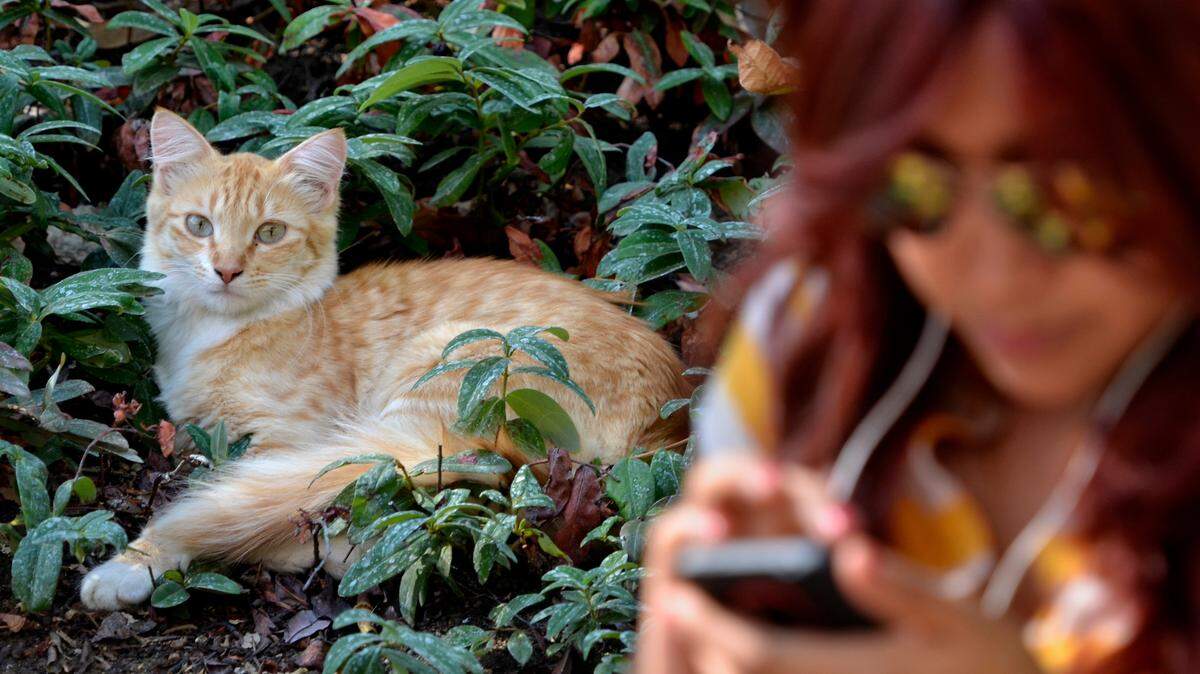A feral cat relaxes in the landscaping at the University Student Union as senior Ady Guerrero checks her phone, at Fresno State in this file photo. A Valley Voice essay outlines a problem with feral cats at Clovis Community Medical Center.