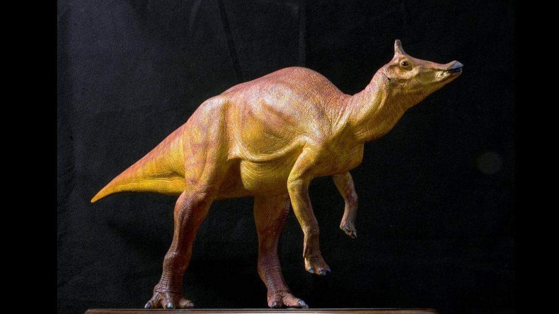 A sculpture prepared by the Natural History Museum of Los Angeles County shows what scientists believe the dinosaur Augustynolophus looked like. The only two specimens ever found of the dinosaur were discovered in the Panoche Hills west of Interstate 5.