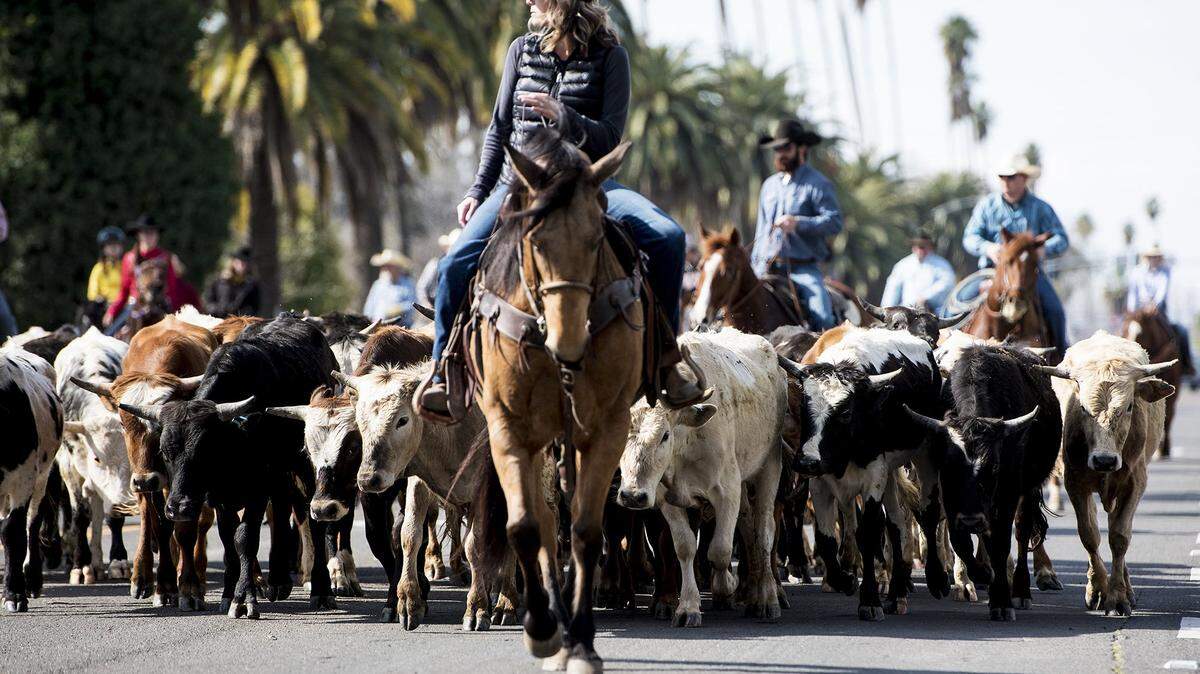 Cattle walk along West Robertson Boulevard during the annual Chowchilla Western Stampede in Chowchilla, Calif., on Friday, March 9, 2018.