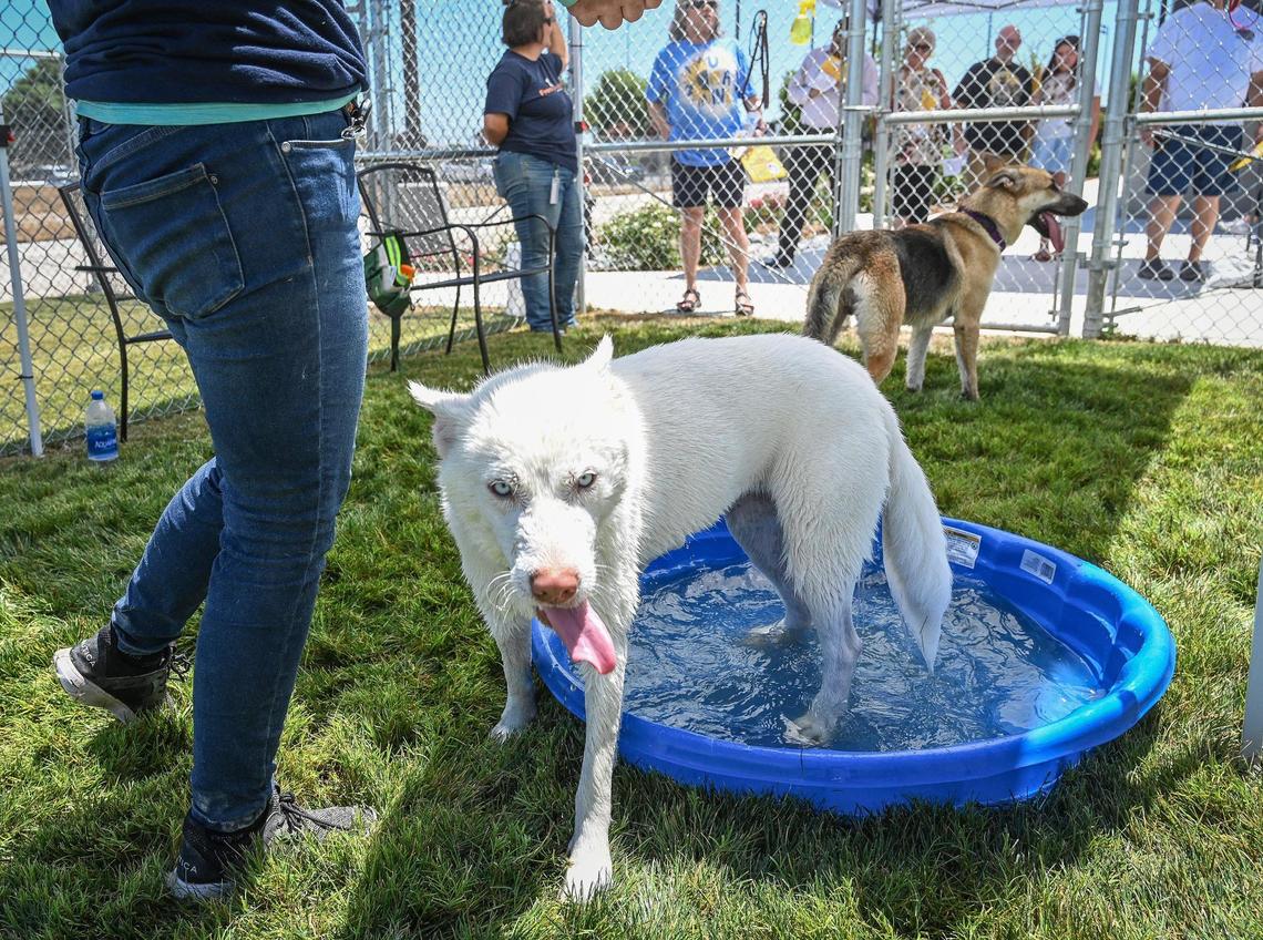 Augusta, an adoptable dog, gets out of a kiddie pool in one of six play yards at the new Fresno Animal Center during a grand opening and ribbon cutting event at the facility near the airport on Tuesday, June 28, 2022.