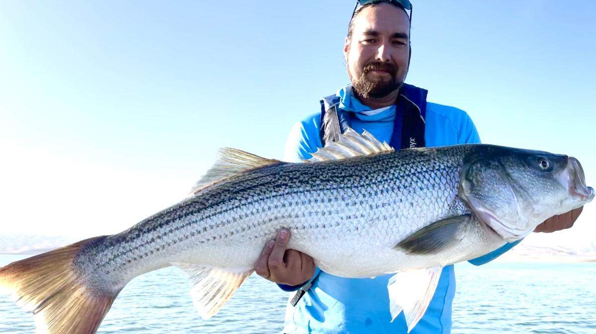 Mike Padilla of Madera shows off his second personal-best striper caught at San Luis Reservoir in the past few weeks measuring 42 1/2 inches and weighing 29 pounds. Padilla released the fish. It was the 30th striper over 20 pounds caught in guide Roger George’s boat this year.