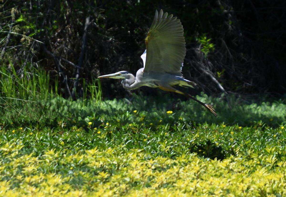 A great blue heron takes flight over flowering parrots feather on the San Joaquin River at Sumner Peck Ranch, now part of the San Joaquin River Parkway & Conservation Trust, May 20, 2021.