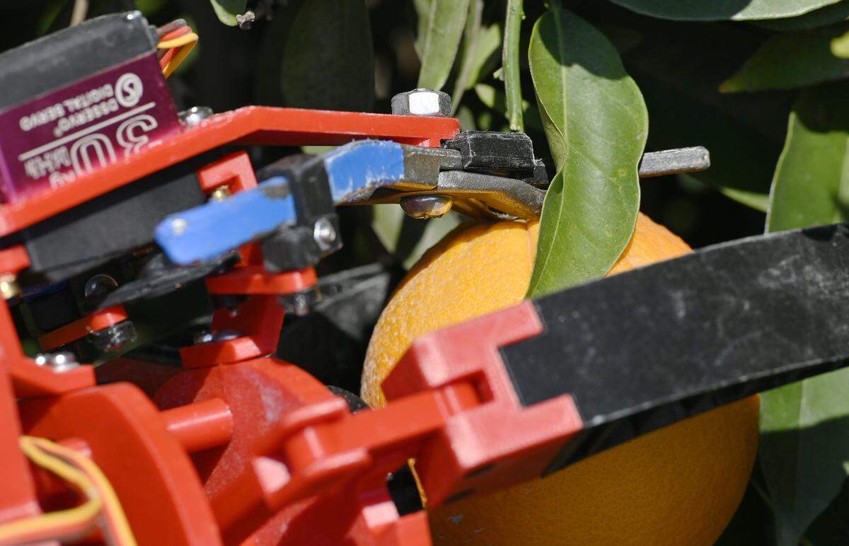 A robotic arm with a clipper attached reaches for an orange as Fresno State engineering students test a robotic citrus harvester project. Friday, Feb. 13, 2026 in Fresno.