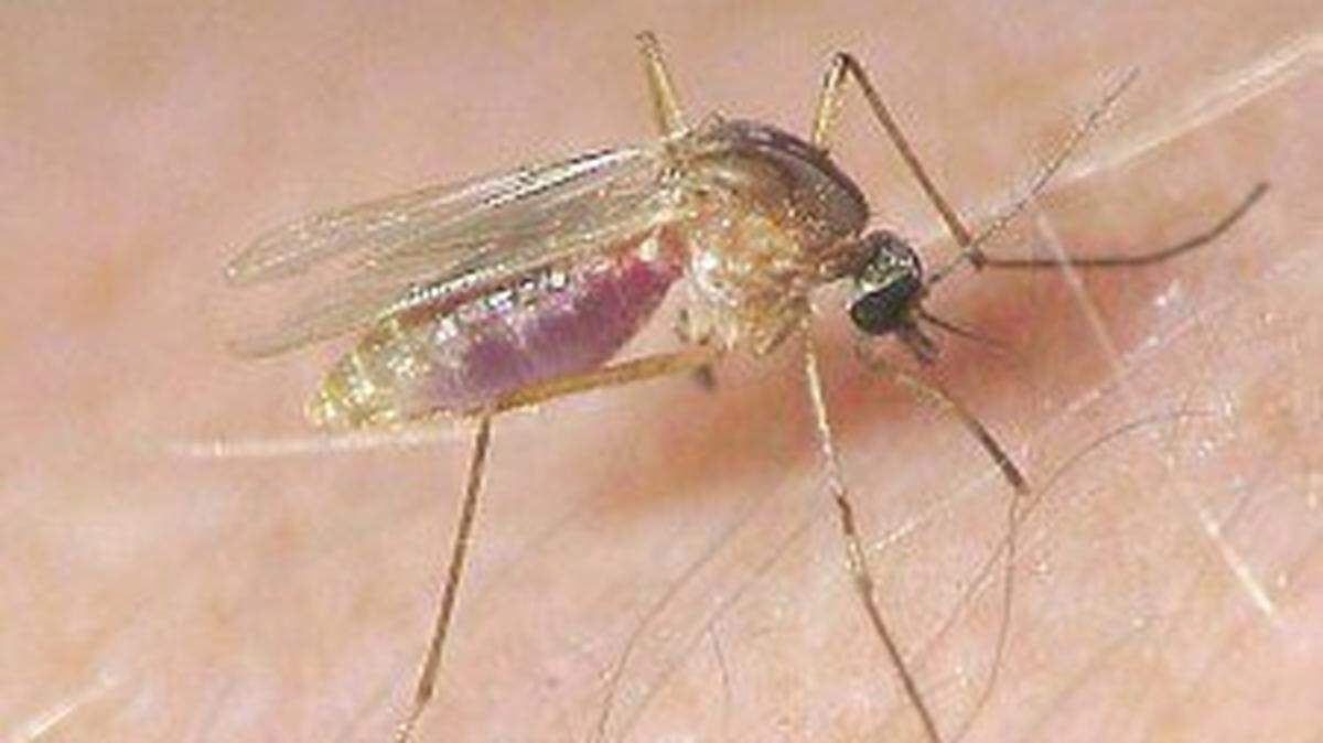 Culex Pipeins or more commonly known as a house mosquito carries the West Nile Virus. Fresno County reported the first human infection of the year on June 6, 2018.
