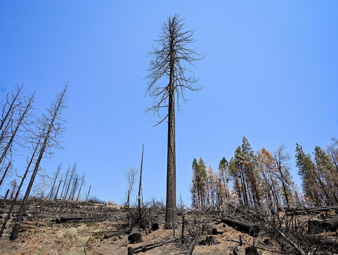 A dead tree stands out among other downed trees in the Mountain Home Demonstration State Forest burned in the 2020 Castle Fire, on Tuesday, April 26, 2022.