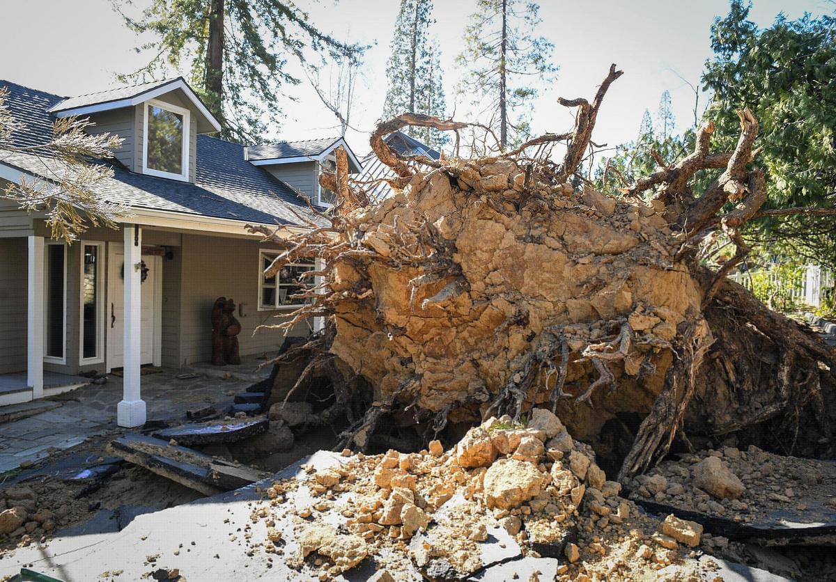 A large ponderosa tree lies in front of two homes after being uprooted in the Bass Lake when strong winds rip through the area overnight on Tuesday, Jan 19, 2021.