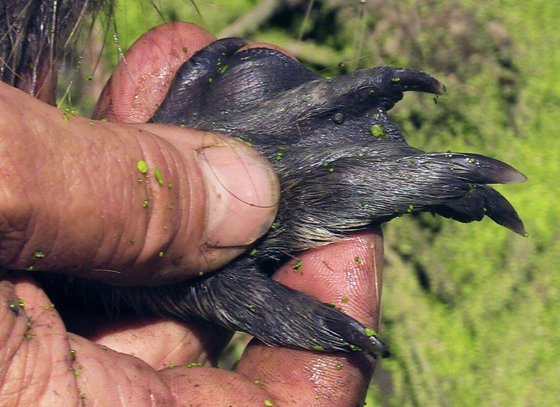 A dispatched nutria’s right foot is shown, photographed Wednesday, June 13, 2018 near Newman. Nutria have webbed feet, except for the outer toe.