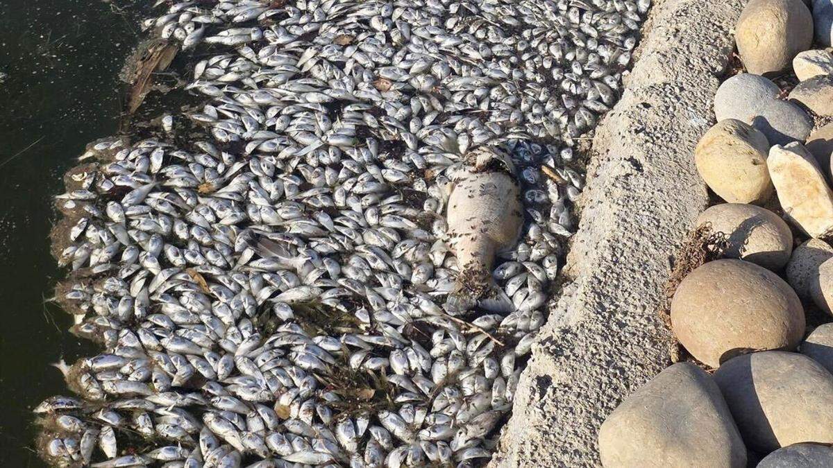 This provided photo shows the mass fish die-off in one of the ponds in the Greenhills Estates community in east Chowchilla. A dispute between the community's home owners association and water resource council has led to the water being shut off to the ponds causing the algae blooms and mass fish die-off.