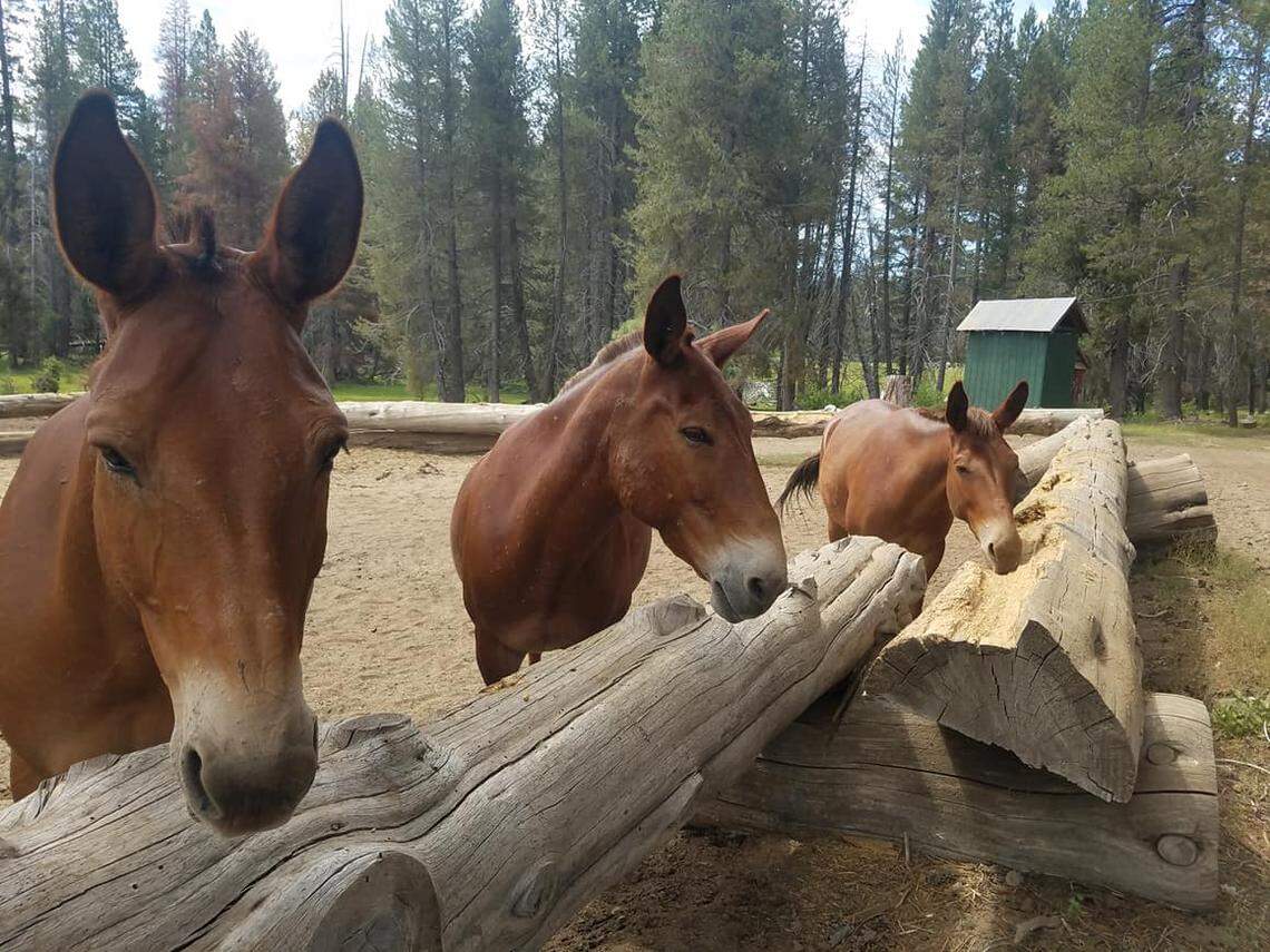 A photo shared by Minarets Pack Station of stock in 2018.