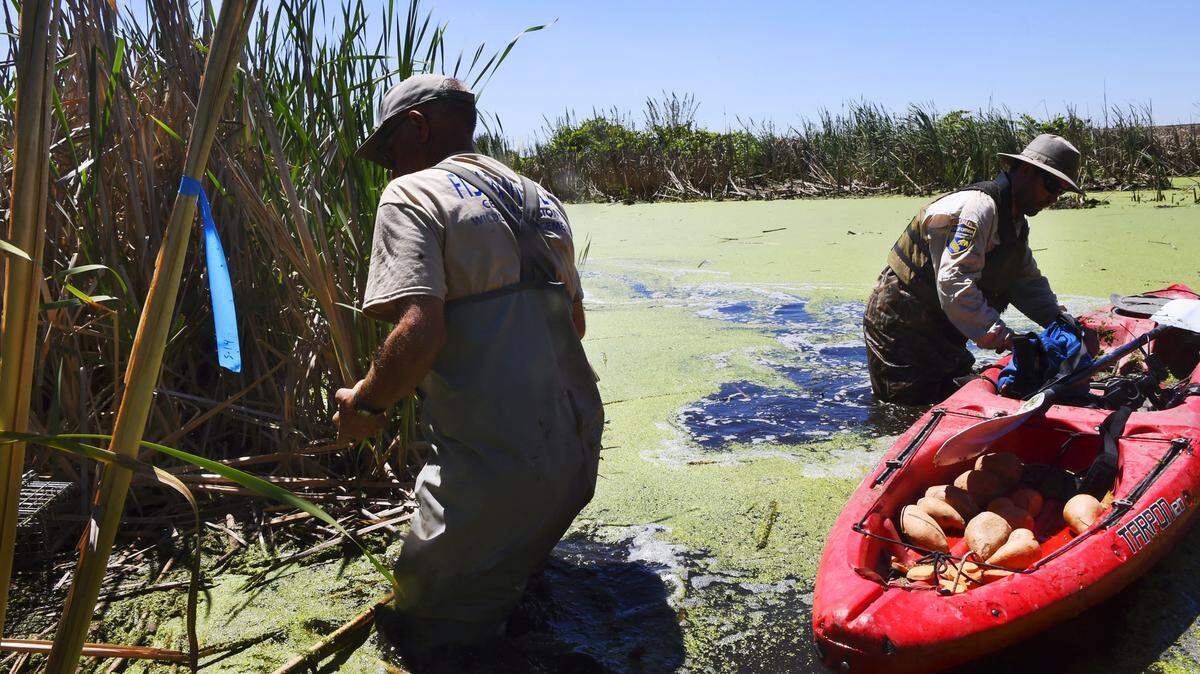California Department of Fish & Wildlife senior field biologist Greg Gerstenberg, left, and environmental scientist Evan King, check traps that have been set in a pond featuring ideal habitat for the newly re-discovered nutria Wednesday, June 13, 2018 near Stevinson.