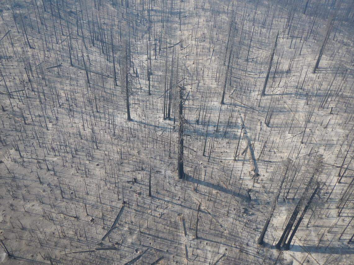 Castle Fire destruction in Giant Sequoia National Monument’s Freeman Creek Grove, seen from a helicopter.